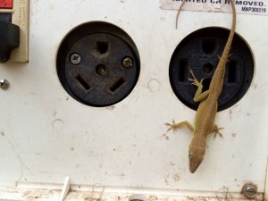 Electric gecko